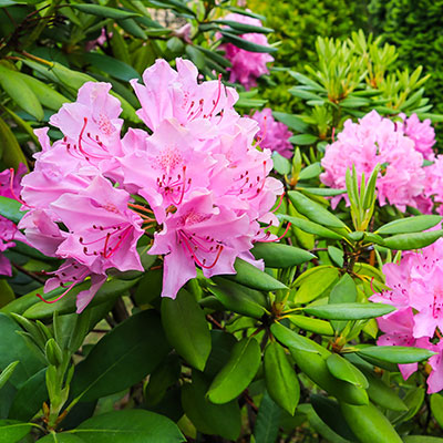 Rhododendren - Blumen richtig kalken mit Nordweiss-Perle